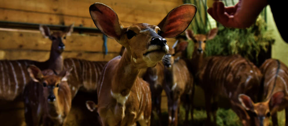 (c) Serengeti-Park Hodenhagen