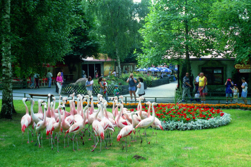 FreizeitlandGeiselwind Flamingos
