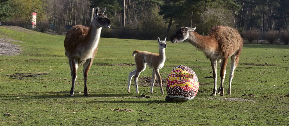 (c) Serengeti Park Hodenhagen