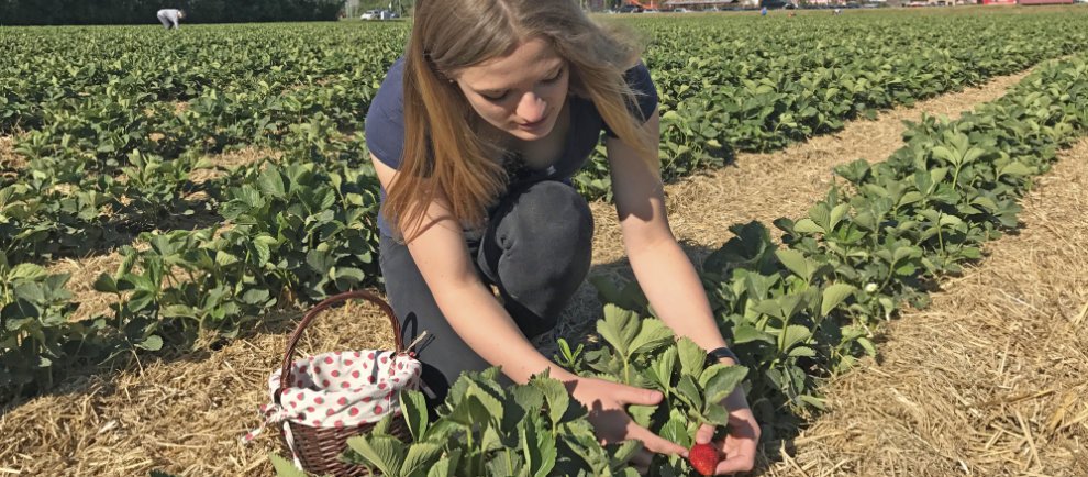 Karls Erdbeeren selber pflücken (c) Karls Erdbeer-Hof