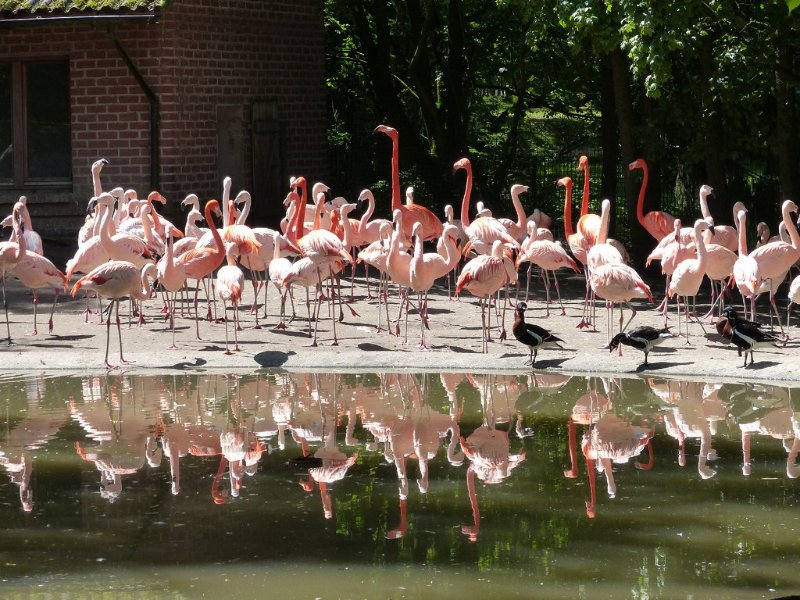Tier und Freizeitpark Thuele Flamingos