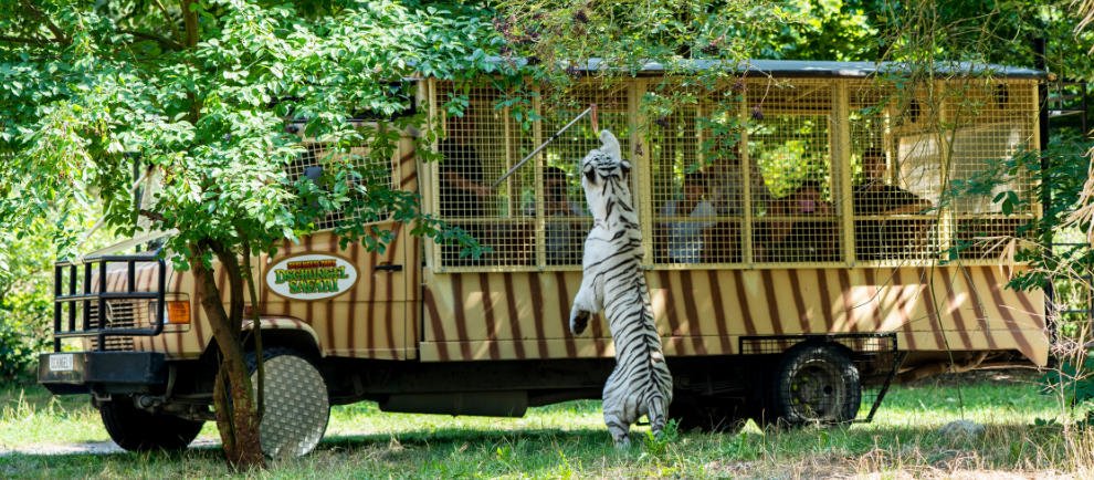 dschungel safari tour hodenhagen