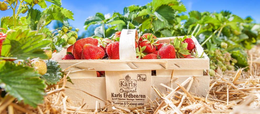 Erdbeerkorb mit frischen Früchten © Karls Erdbeer-Hof