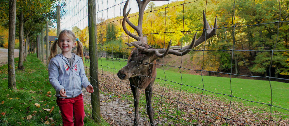 Unter anderem Rotwild erwartet Dich im Wildpark © Eifelpark