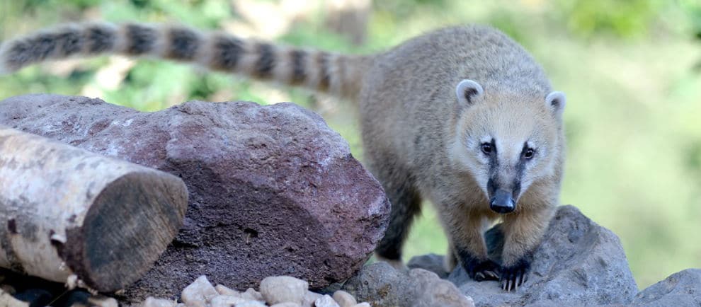 Besuch die Nasenbären im Tierpark in Klotten © Wild- und Freizeitpark Klotten