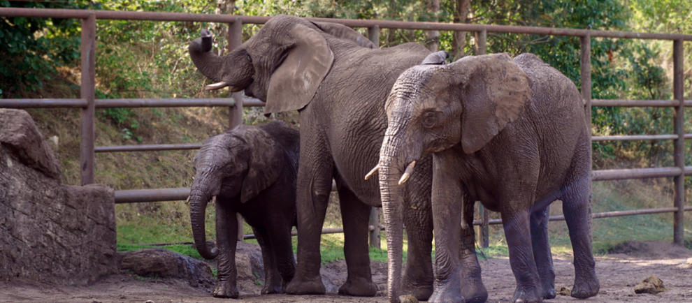 Die Elefanten Ayo, Bibi und Panya. © Serengeti-Park