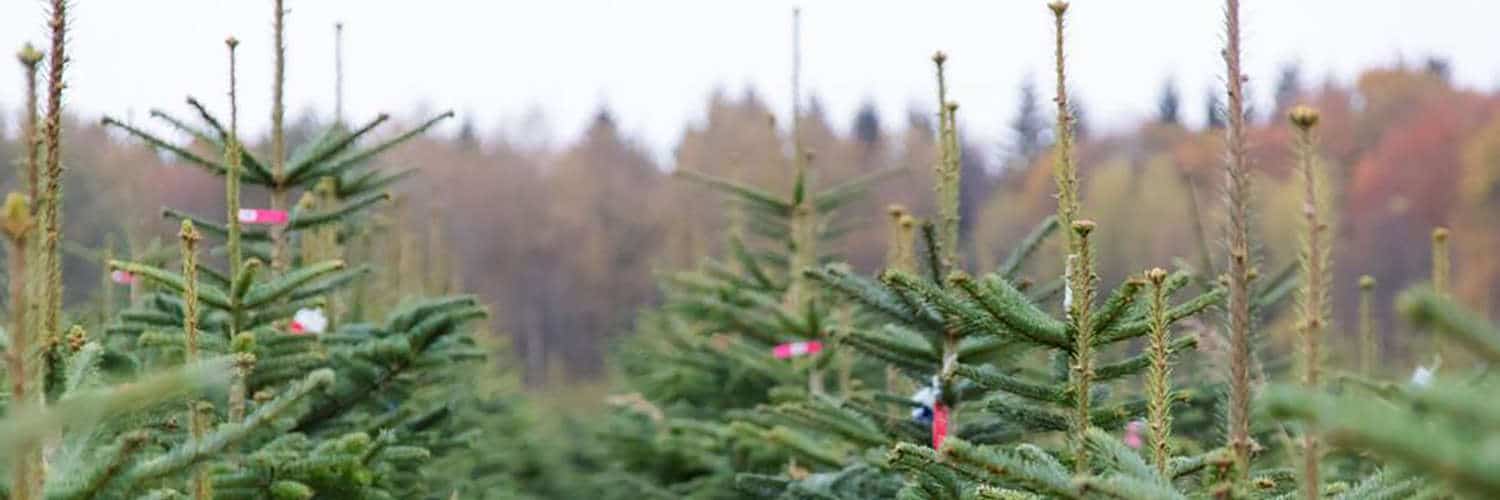 Karls verkauft Ostseetannen © Karls Erlebnis-Dorf