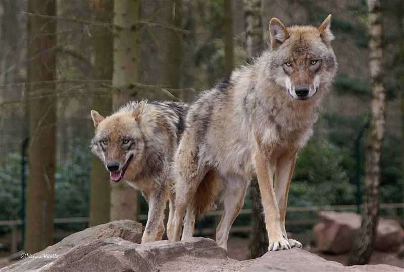 Die beiden Wölfe im Park. © Kurpfalz-Park
