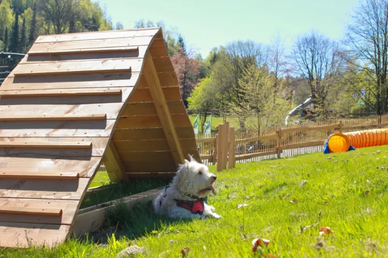 Deutschlands erster Freizeitpark-Hundespielplatz öffnet im Fort Fun Abenteuerland 2 "Speed Dog Arena" © Fort Fun Abenteuerland