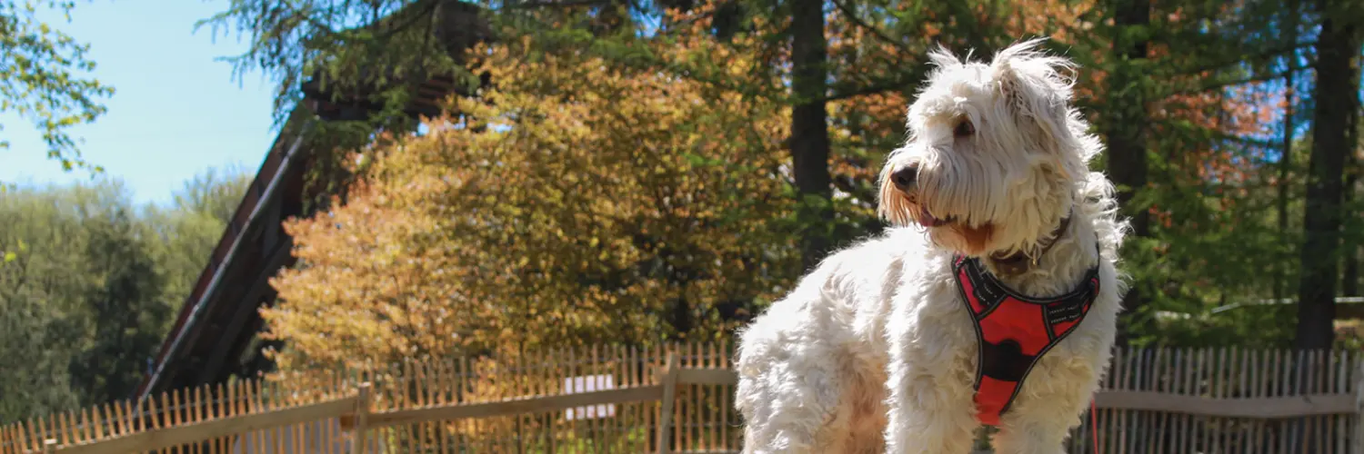 "Speed Dog Arena" © Fort Fun Abenteuerland