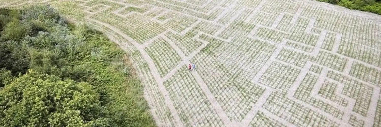 Auf der Suche nach dem Gral: Cobac Parc eröffnet Ritter-Labyrinth aus Mais 2 cobac parc maislabyrinth news